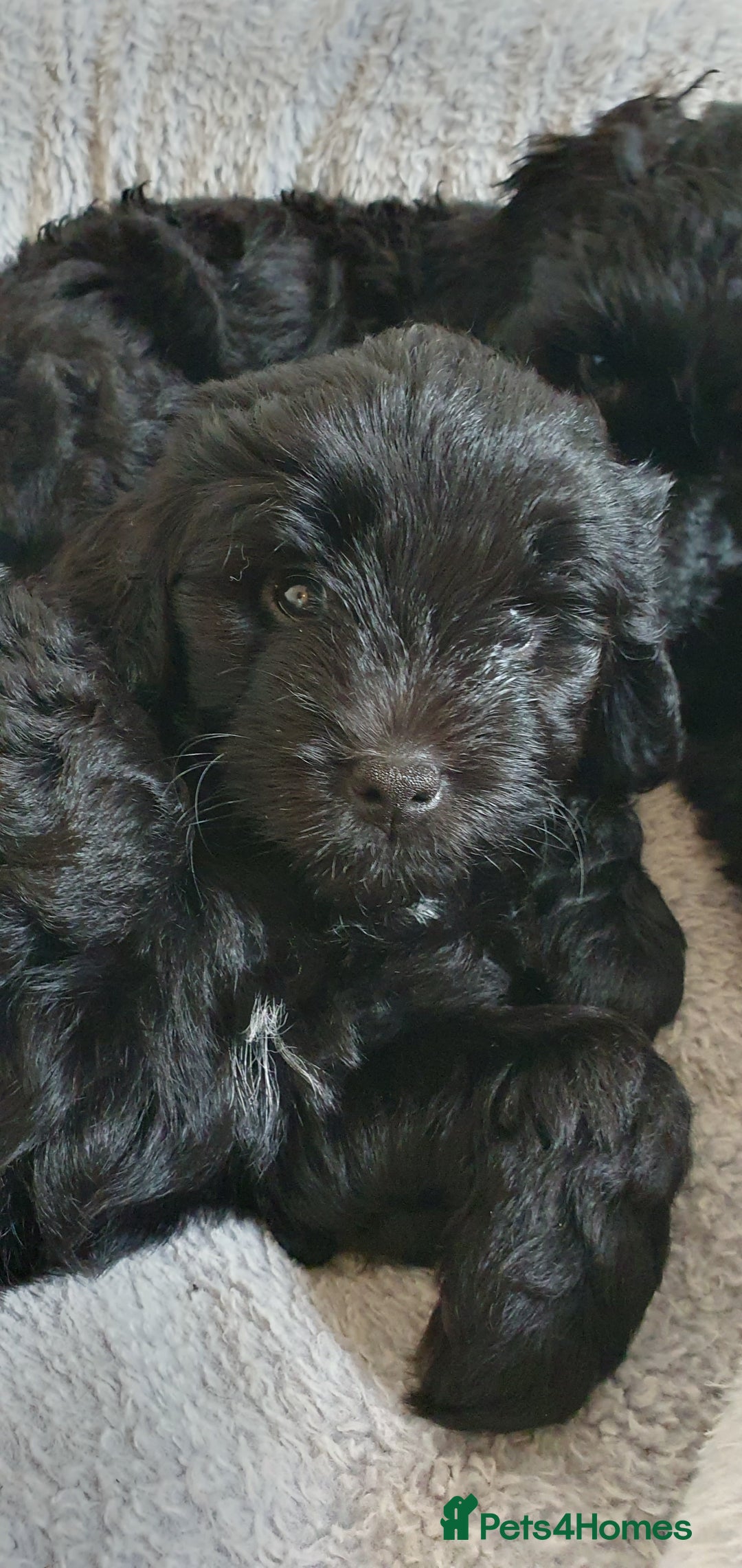 Australian Labradoodle dogs for sale: Health-tested Australian Labradoodle puppies - Image 33