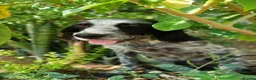 English Setter dogs for adoption: LACIE - Advert 4