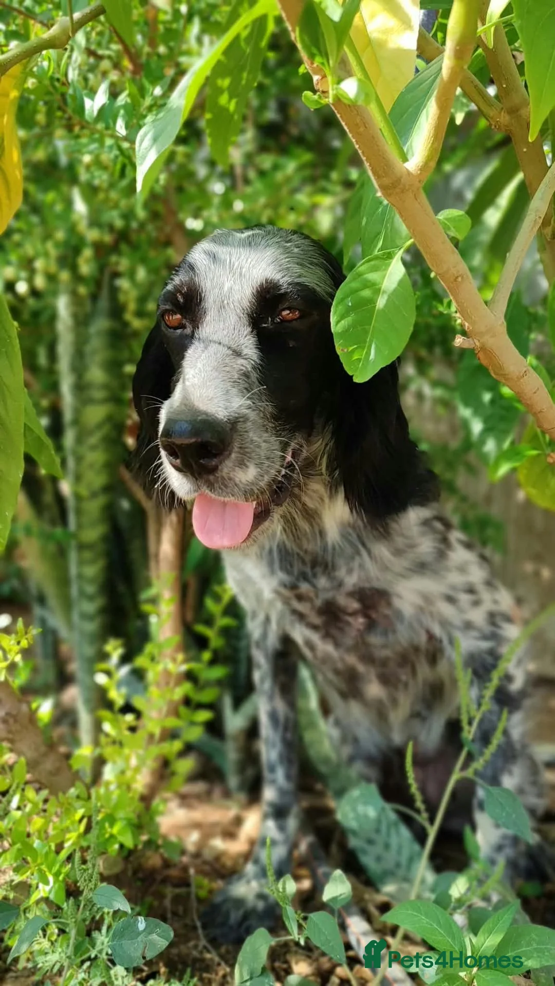 English Setter dogs for adoption: LACIE - Advert 4