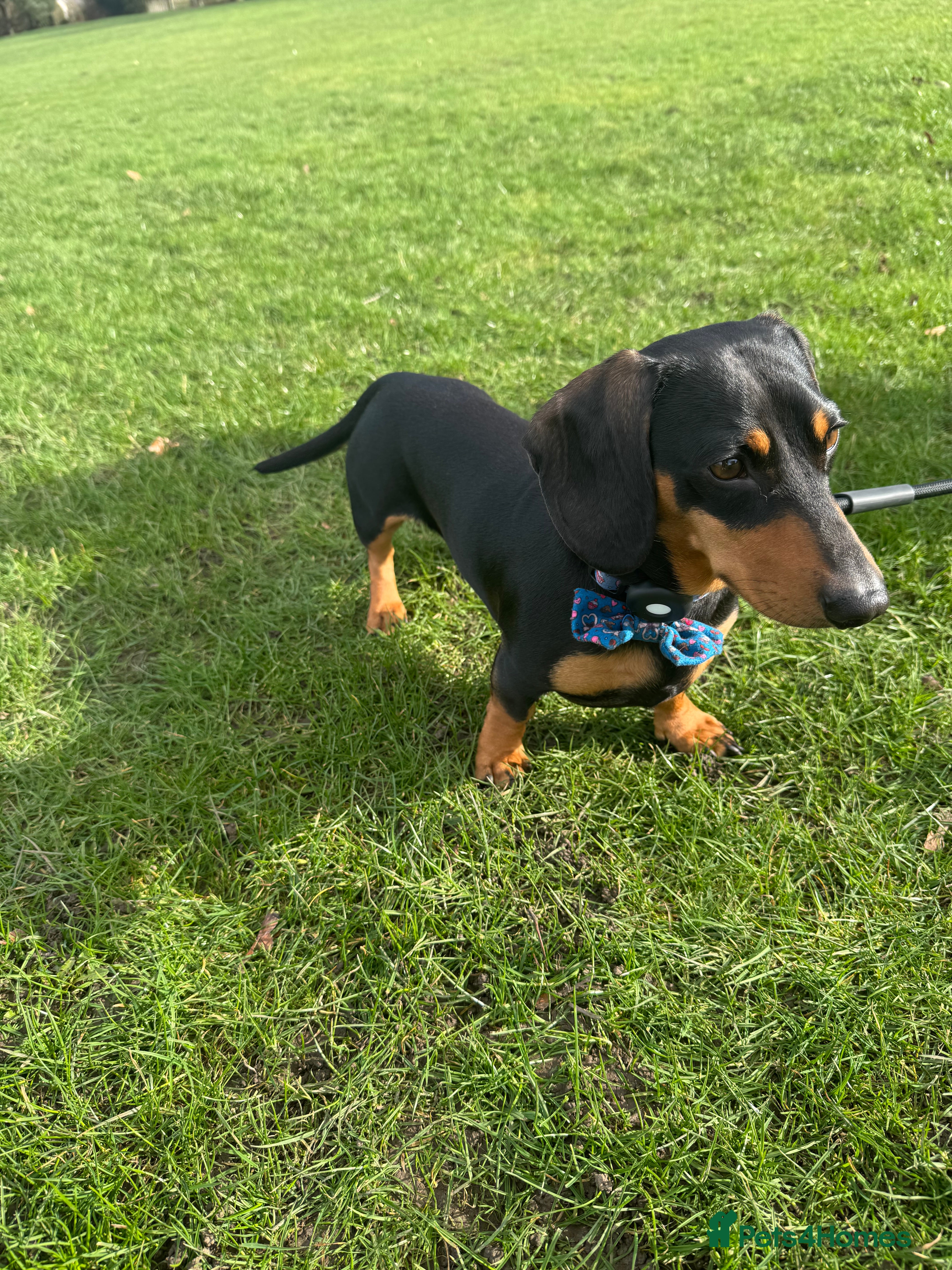 Miniature Dachshund dogs Bruno  - Advert 14