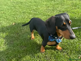 Miniature Dachshund dogs Bruno - Advert 14