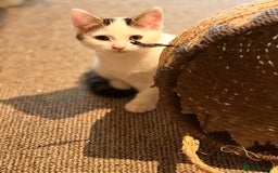 British Shorthair cats for sale: 2 beautiful boys ready for their home - Advert 12