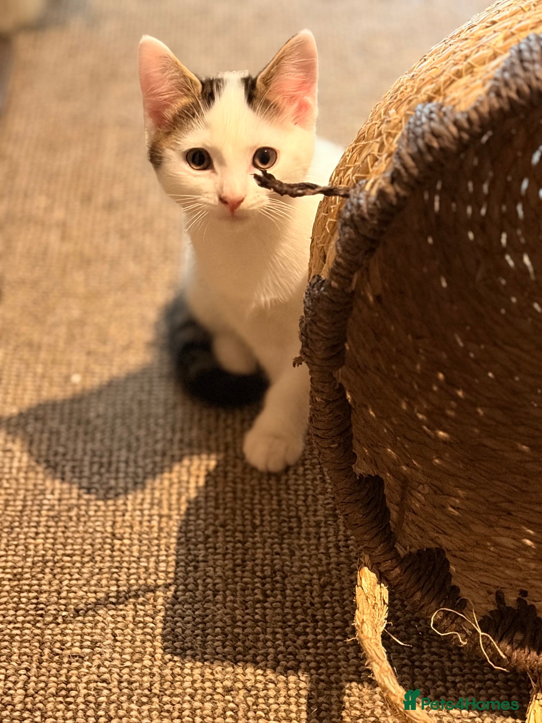 British Shorthair cats for sale: 2 beautiful boys ready for their home - Advert 12