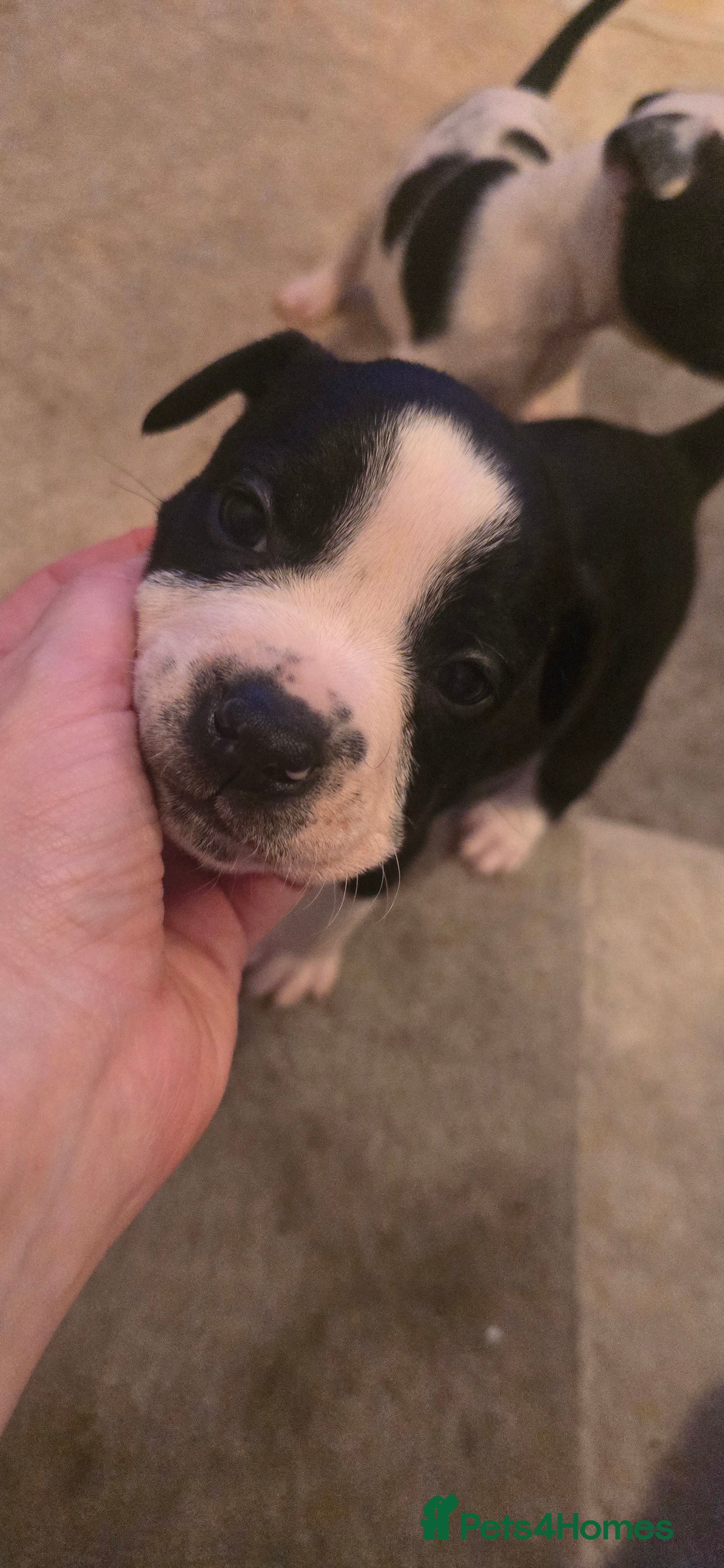 Mixed Breed dogs Olde english × staffie pups  - Advert 9