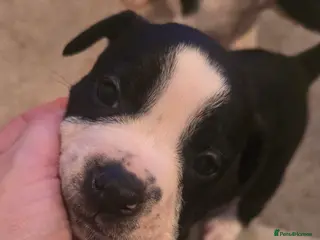 Mixed Breed dogs Olde english × staffie pups - Advert 9