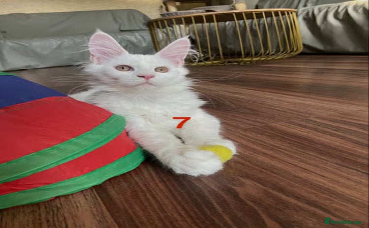 Maine Coon cats - Advert 1