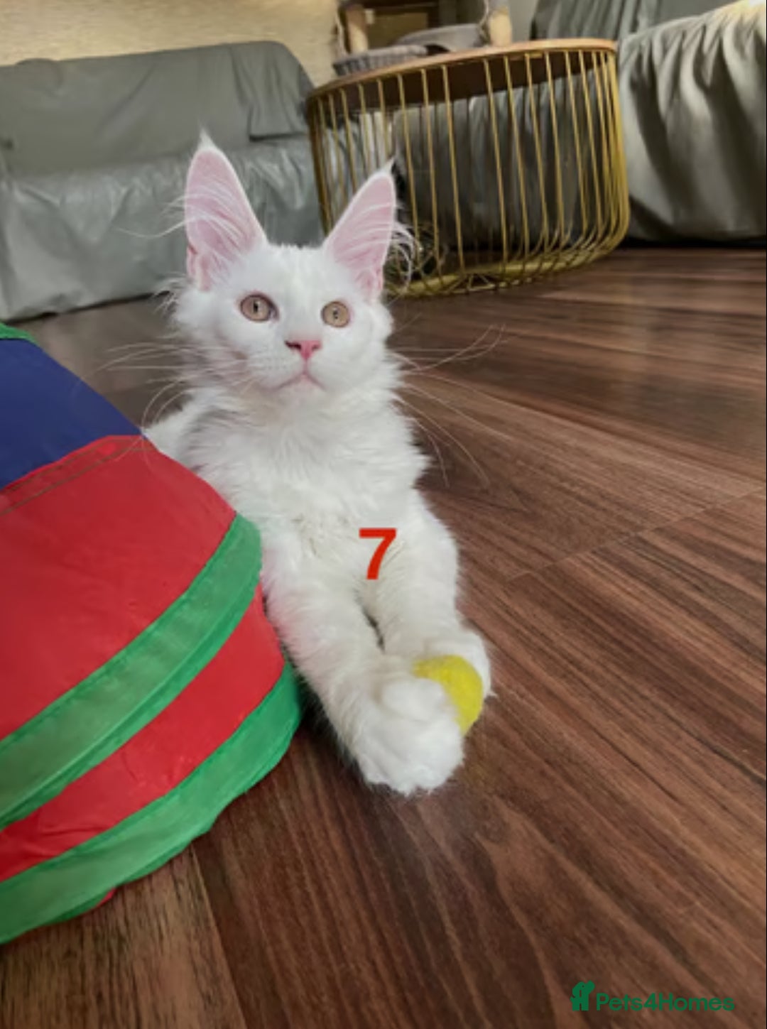 Maine Coon cats for sale: TICA Russian Maine Coons - Image 1