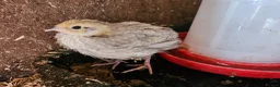 Quail poultry for sale: Coturnix quail chicks beautiful colours  - Advert 3