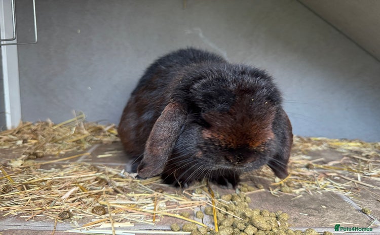 Mini Lop rabbits - Advert 1