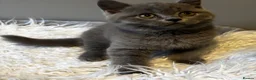 British Longhair cats for sale: **Only 2 Remaining! GCCF British LH/SH Kittens ** - Advert 4