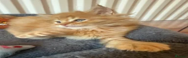 Maine Coon 2