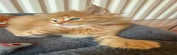 Maine Coon cats for sale: Pedigree / tica Maine coon kittens - Advert 11