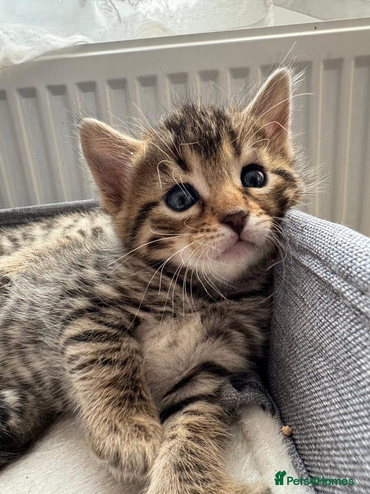 Bengal cats for sale: Adorable little creatures, bengals - Advert 16