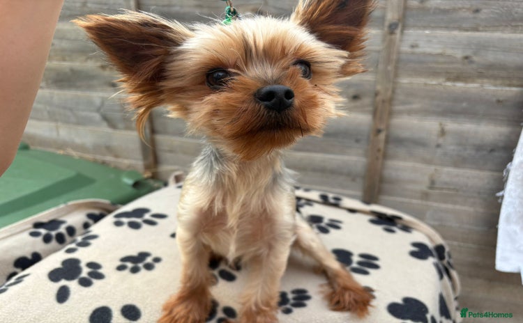 Yorkshire Terrier dogs - Advert 2