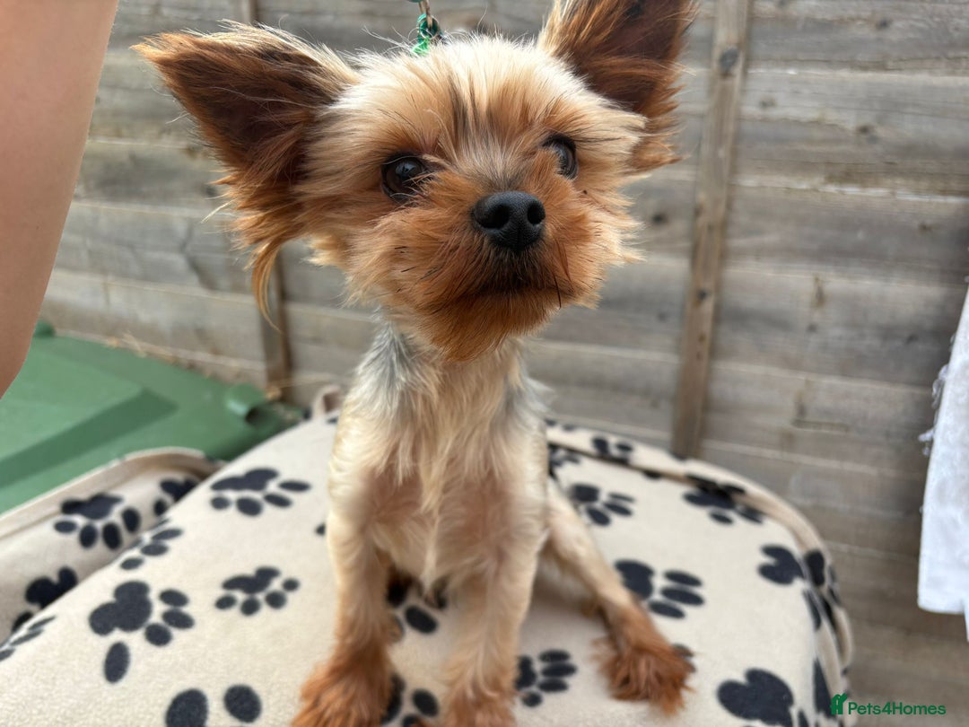 Yorkshire Terrier dogs for stud: Yorkshire terrier for stud proven - Image 1