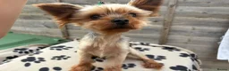 Yorkshire Terrier dogs for stud: Yorkshire terrier for stud proven - Advert 1