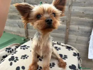 Yorkshire Terrier dogs Yorkshire terrier for stud proven - Advert 3