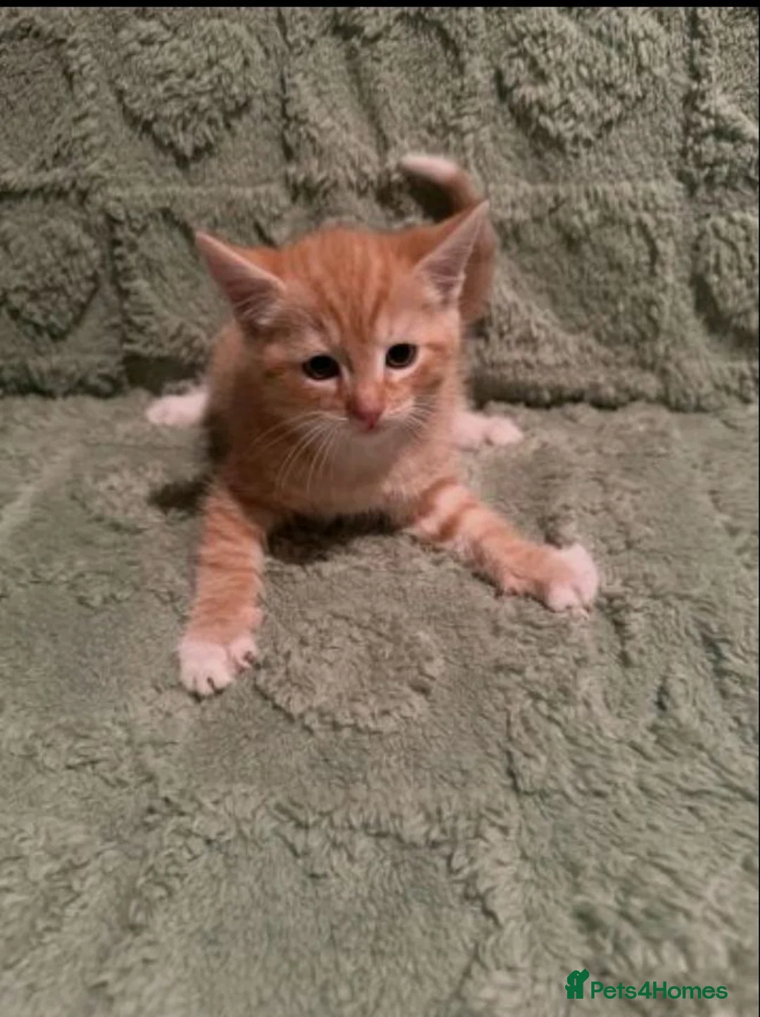 Mixed Breed cats for sale: Adorable kittens sale - Advert 7