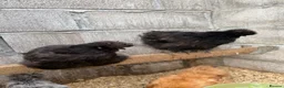 Chickens poultry for sale: Hatching Eggs🐣USA Bearded Silkies,Brahmas,Vorwerk - Advert 19