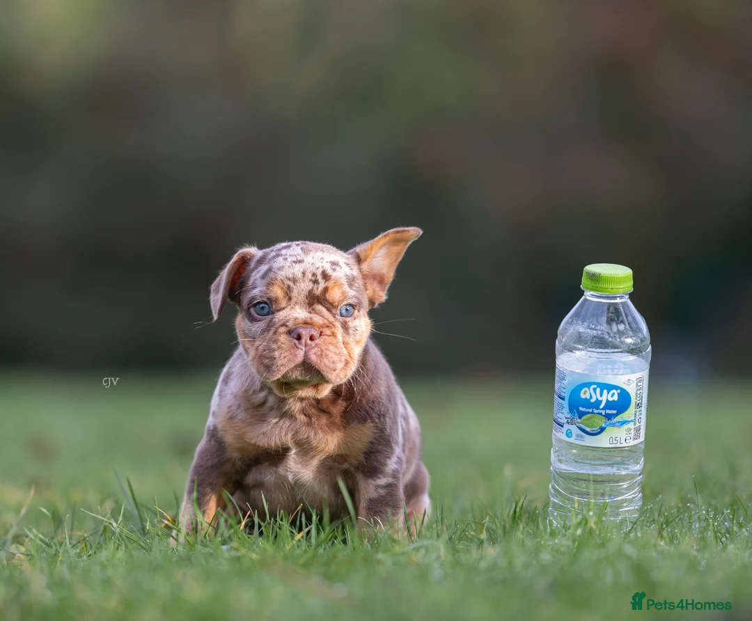 French Bulldog dogs for sale: Rojo French Bulldog puppies  - Advert 9