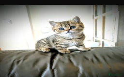 British Shorthair cats for sale: SOLD Sired by Champion FIFE dad -  Golden BSH - Image 2