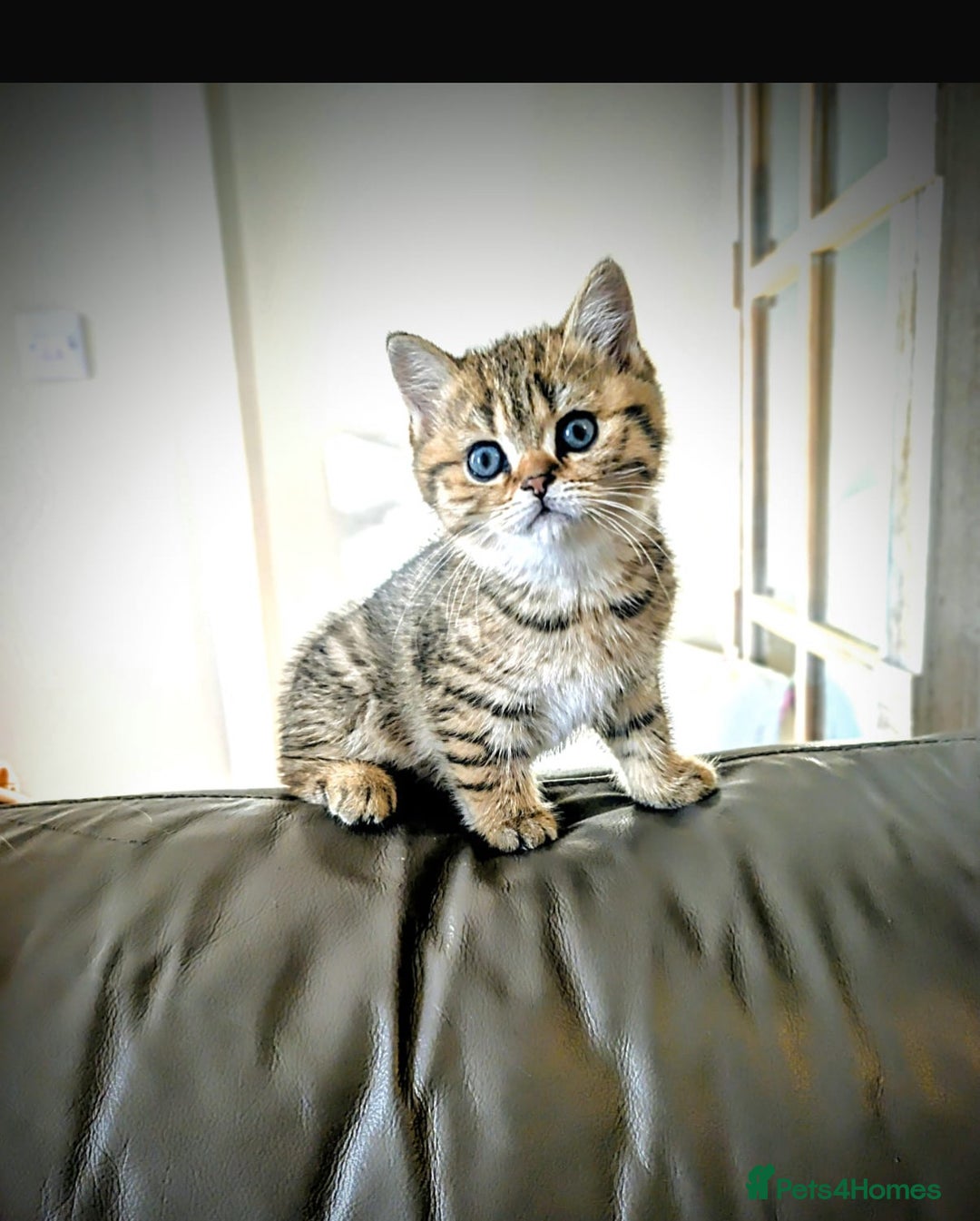 British Shorthair cats for sale: SOLD Sired by Champion FIFE dad -  Golden BSH - Image 2