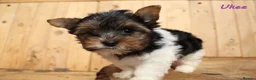Biewer Terrier dogs for sale: ✨ Stunning Biewer & Merle Yorkies – Ready 09 Apr ✨ - Advert 4