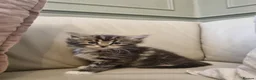 Maine Coon cats for sale: Gorgeous Maine Coon X Kittens-Litter of 7 - Advert 16