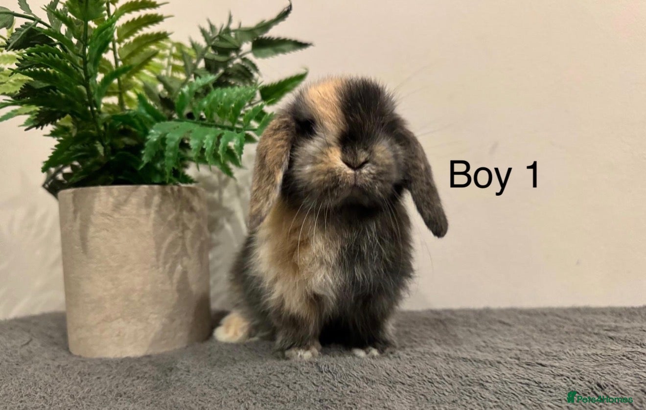 Mini Lop rabbits Stunning Mini Lops, Ready To Reserved🐰✨ - Advert 1