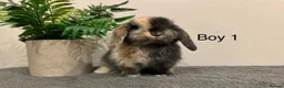 Mini Lop rabbits for sale: Stunning Mini Lops, Ready To Reserved🐰✨ - Advert 1
