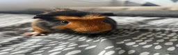 Guinea Pig rodents for sale: Male guinea pigs  - Advert 2