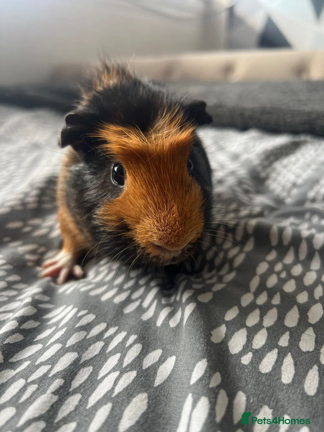 Guinea Pig rodents for sale: Male guinea pigs  - Advert 2