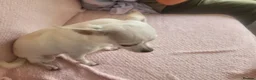 Chihuahua dogs for sale: 3 little pups  in Birmingham - Advert 7