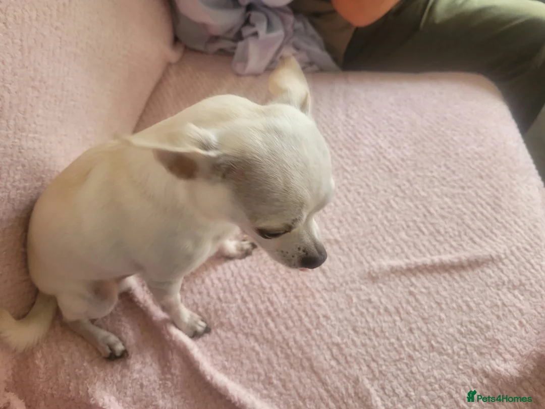 Chihuahua dogs for sale: 3 little pups  in Birmingham - Advert 7