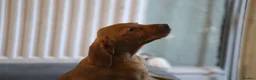 Hungarian Vizsla dogs for sale: Hungarian Vizsla Puppies – Rich Geltwood Heritage - Advert 10