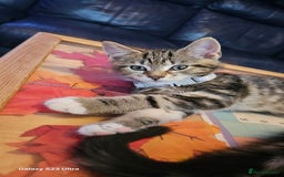 Mixed Breed cats for sale: Few lovely kittens ready for new lovely homes ! - Image 21
