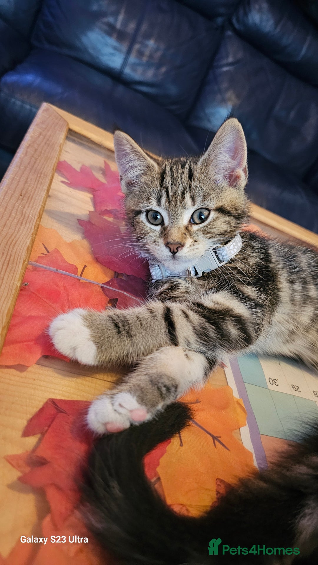 Mixed Breed cats for sale: Few lovely kittens ready for new lovely homes ! - Image 21