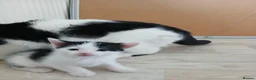 Mixed Breed cats for sale: Beautiful adorable little kitten - Advert 22