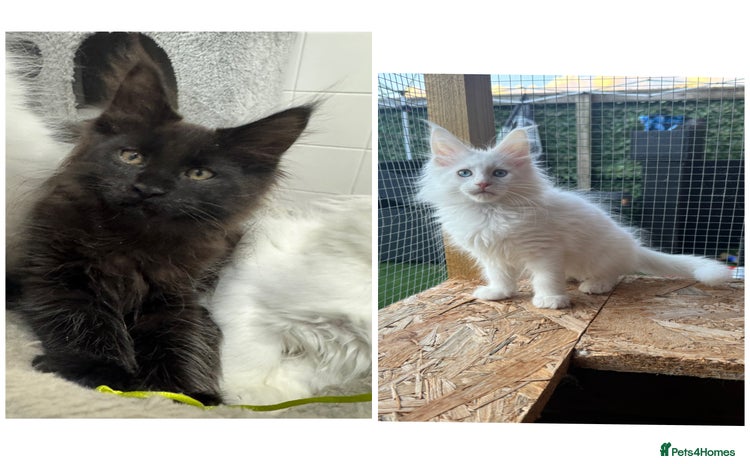 Maine Coon cats - Advert 2