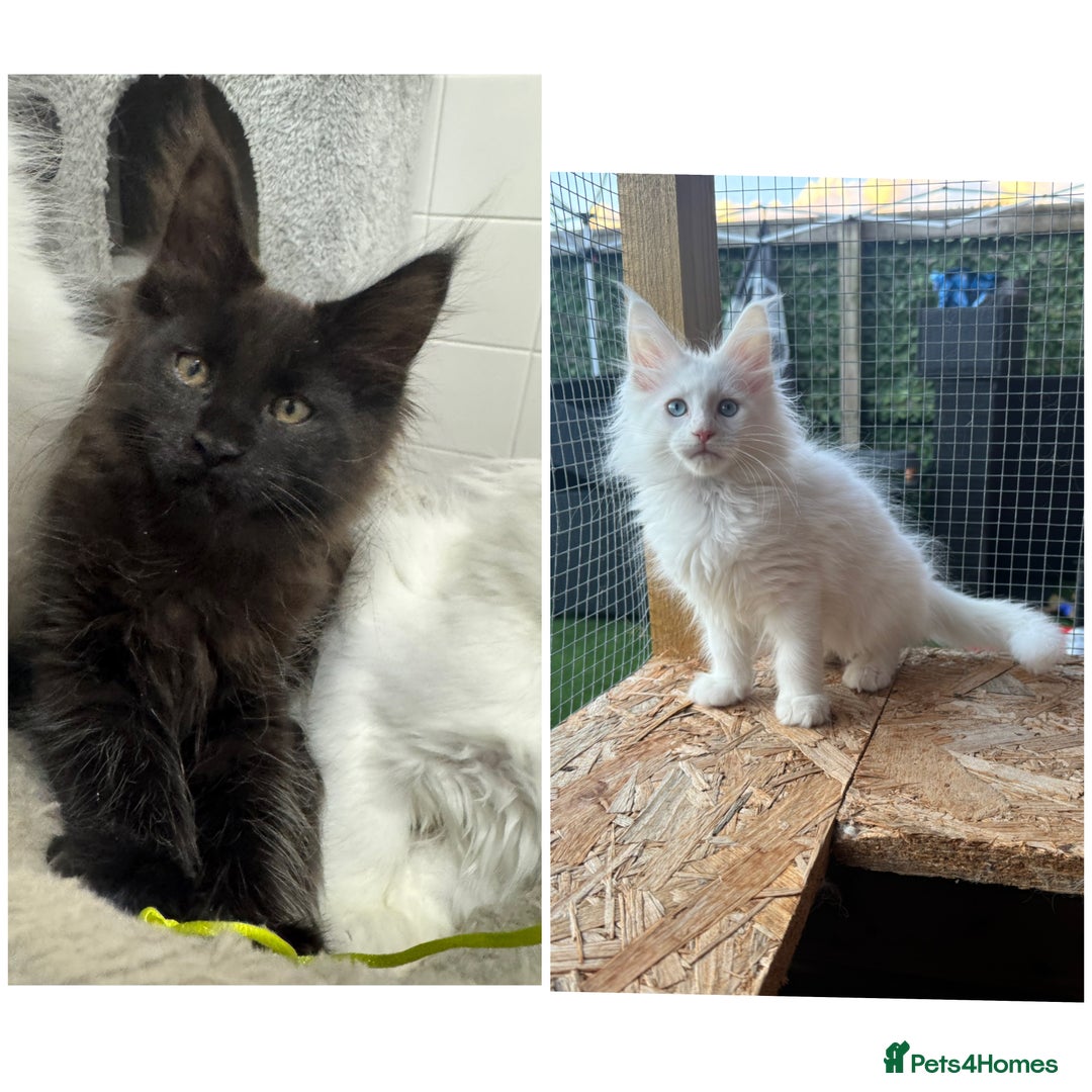 Maine Coon cats for sale: 2 Mainecoon pedigree kitten - Image 1