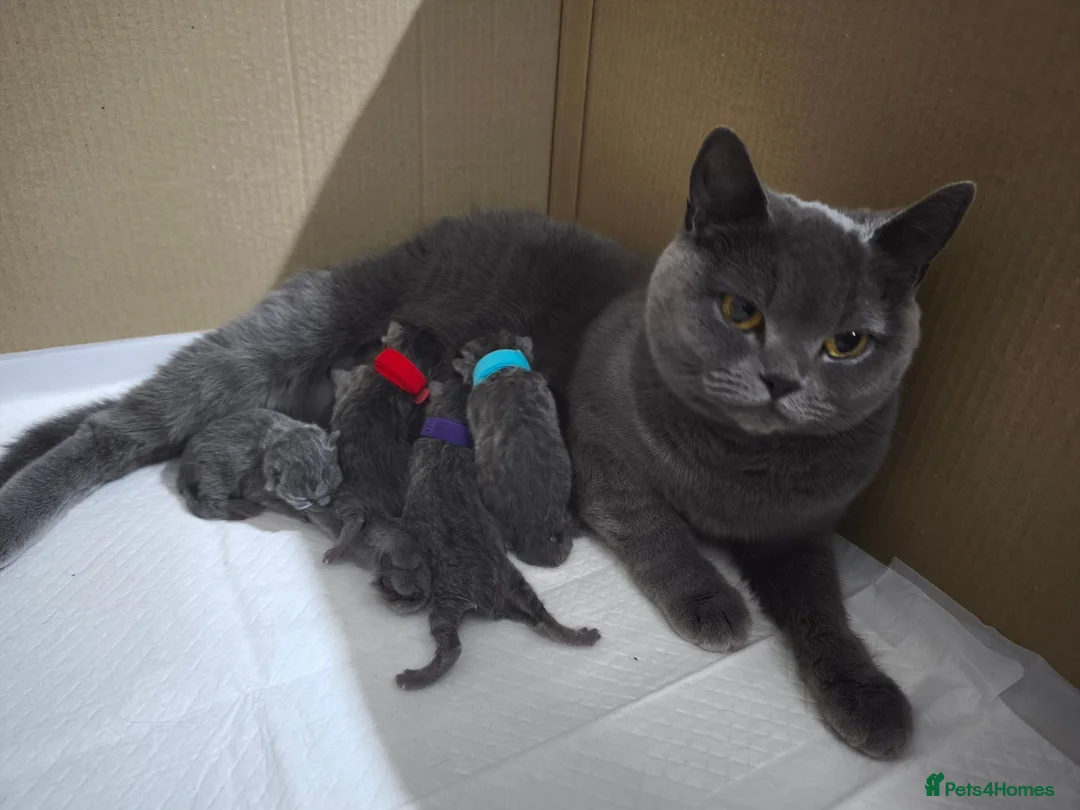 British Shorthair cats for sale: READY, Beautiful British Short/Long hair kittens - Advert 2