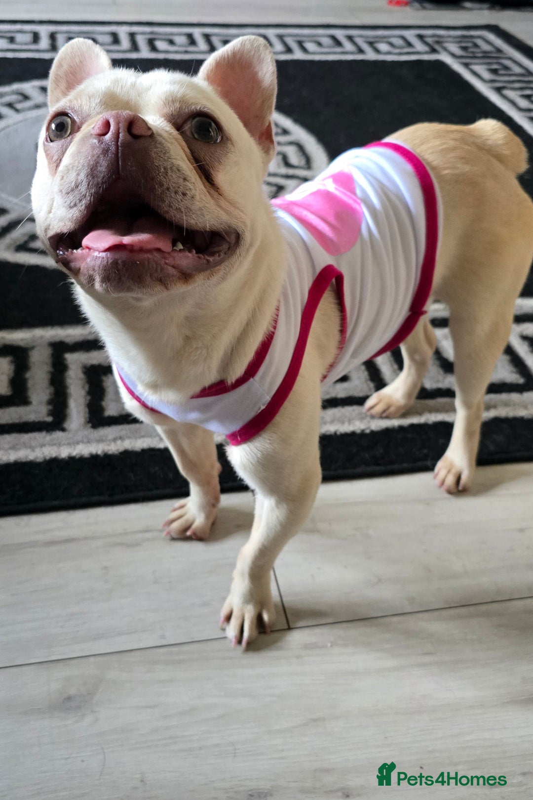 French Bulldog dogs for sale: Fluffy platinum frenchie  - Image 3
