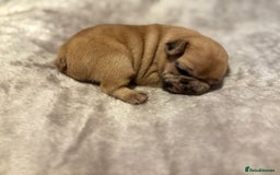 French Bulldog dogs for sale: MERLE FRENCH BULLDOG PUPPIES 🐾  - Image 6