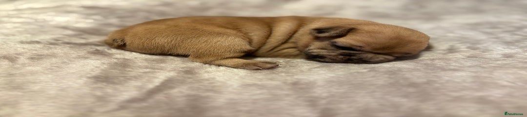 French Bulldog Puppy 2