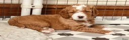 Double Doodle dogs for sale: Gorgeous Australian golden doodle puppies in Swadlincote - Advert 9