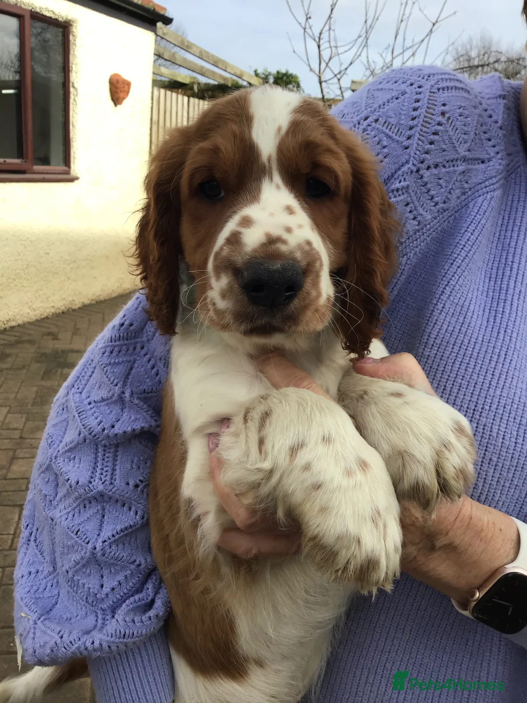 Welsh Springer Spaniel dogs for sale: Beautiful WELSH SPRINGER LAST FEW - Advert 1