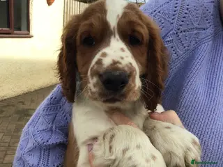 Welsh Springer Spaniel dogs Beautiful WELSH SPRINGER LAST FEW - Advert 1