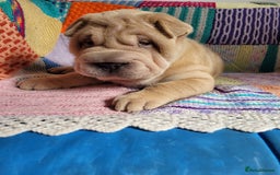 Shar Pei dogs for sale: Shar Pei Puppies - Ready 04/09/25 - Image 6