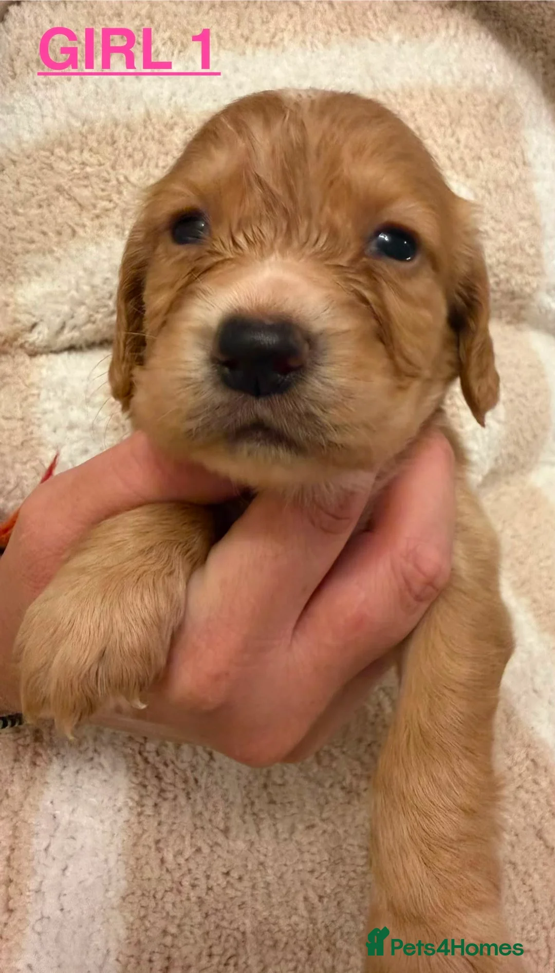 Cocker Spaniel dogs for sale: Cocker spaniel puppies  - Advert 2