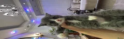 Mixed Breed cats for sale: Grey and white female mixed breed kitten - Advert 3